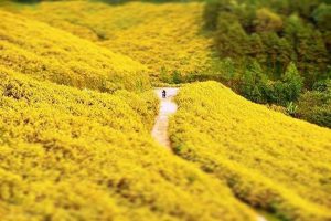 Du lịch gần hà nội