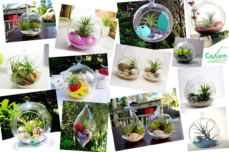 Tiểu cảnh marimo - 2