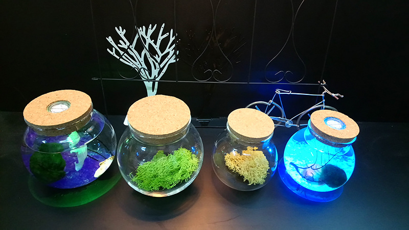 Tiểu cảnh marimo - 3