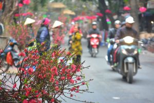 bí quyết kinh doanh đào Tết