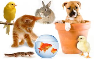 Kinh nghiệm kinh doanh thú cưng thành công