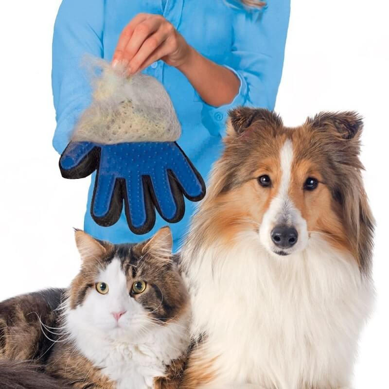 Dịch vụ chăm sóc thú cưng