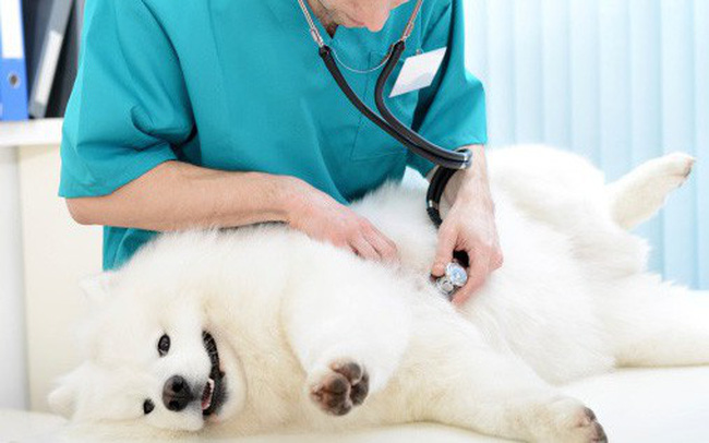 mở một dịch vụ chăm sóc sức khỏe cho thú cưng, các dịch vụ làm đẹp (tỉa lông, cắt móng, chải lông…) sẽ là xu hướng kinh doanh trong tương lai