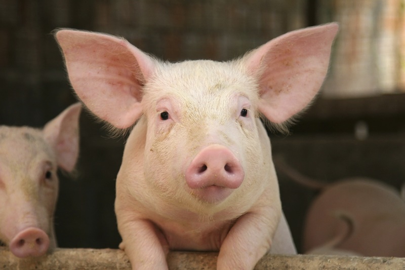 Học cách làm giàu ở nông thôn từ chăn nuôi lợn đang là xu hướng được nhiều người áp dụng