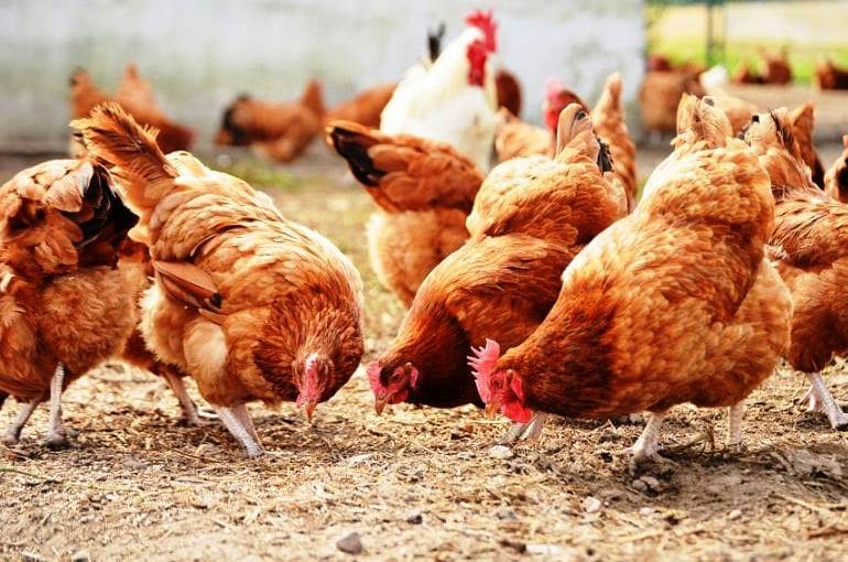 Chăn nuôi gà thả vườn là mô hình làm giàu ở nông thôn mang lại hiệu quả cho nhà nông.
