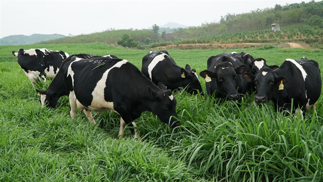 Làm giàu từ chăn nuôi bò sinh sản, quan trọng nhất là khâu chọn giống ban đầu