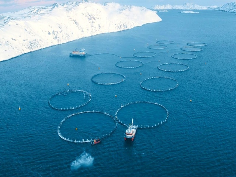  Nuôi trồng thủy, hải sản mang lại nguồn thu về kinh tế rất lớn (Ảnh minh họa) 